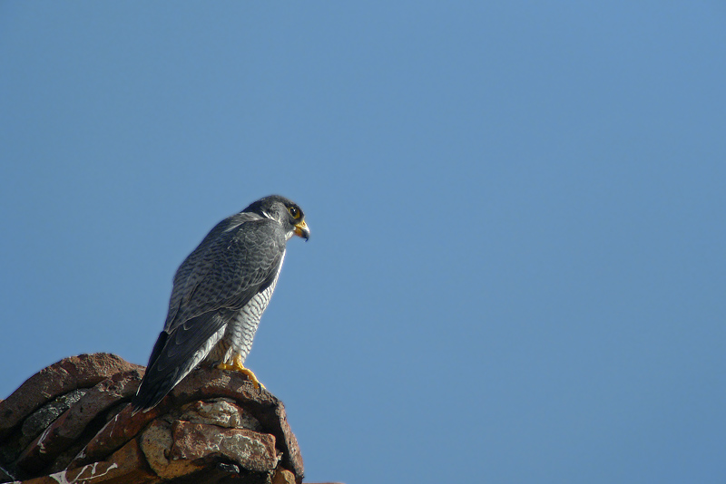 Falco Pellegrino di citt in Digiscoping